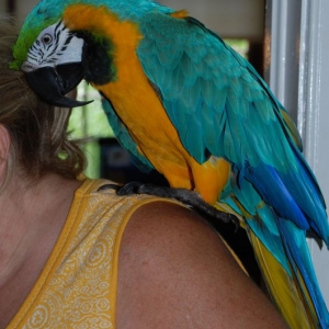 parrot