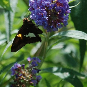 Upside_Down