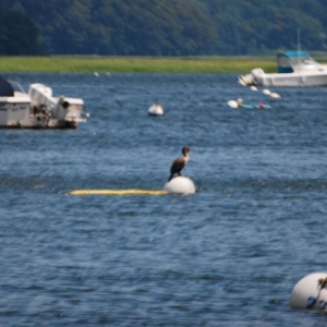 buoy_with_bird_3