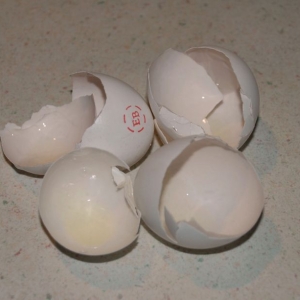 eggshell