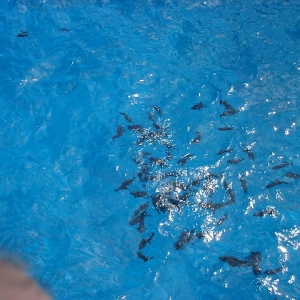 MAUI_3_2009_100