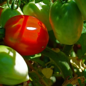 Veg_garden