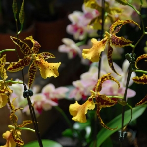 orchid