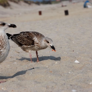 Bird_eating_up_close