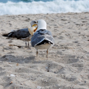 Bird_eating_up_close_1