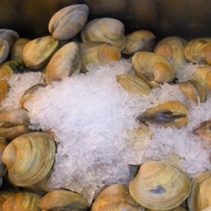 Quahog