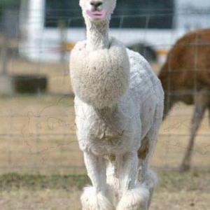 Glam Alpaca