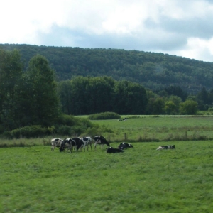 Holstein
