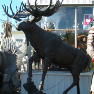 Moose