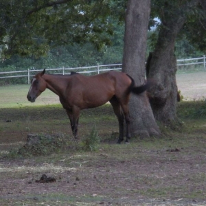 Quarterhorse