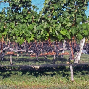 Winery_2