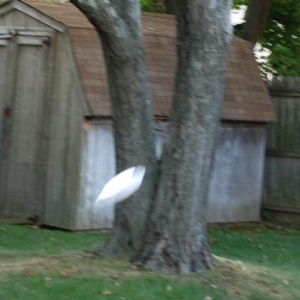 Frisbee_in_flight