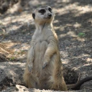 Meerkat Scout