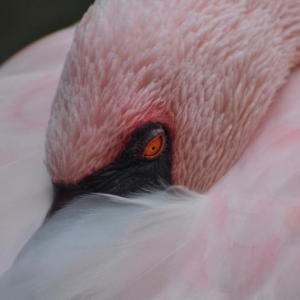 Pretty in Pink