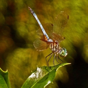 Dragon Fly on Holly