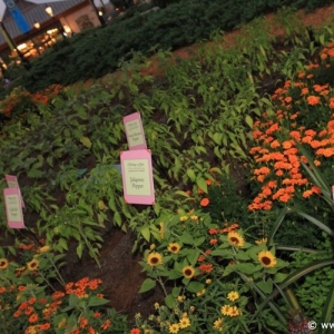 Epcot_Food_Wine_Festival_88