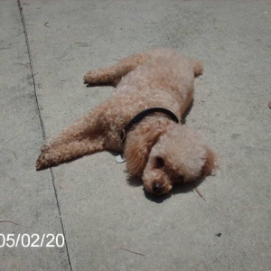 gizmo1