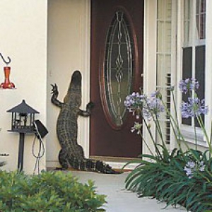 alligator