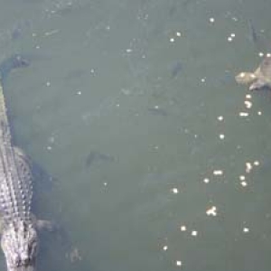 gator_and_turtle