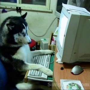 dog