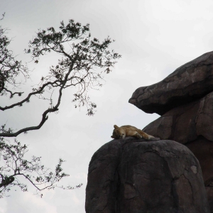 Safari Lion