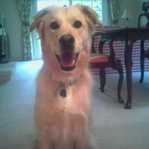 My dog Jake