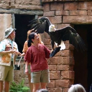 Flights of Wonder