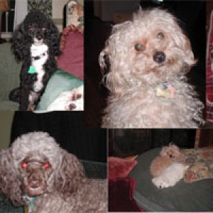 lauripups