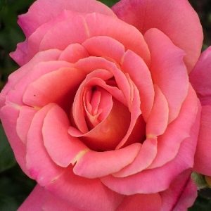 Disneyland Rose