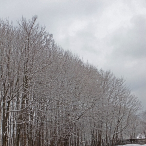 Snow_Scene_2