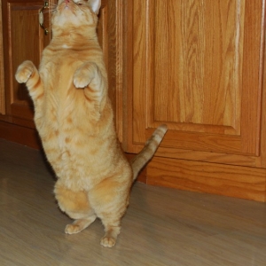 Pet_being_Silly