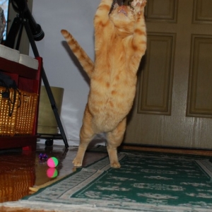 Pet_being_Silly_2