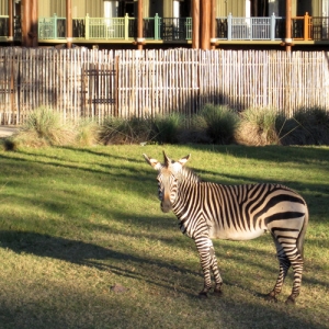 Zebra at AKL