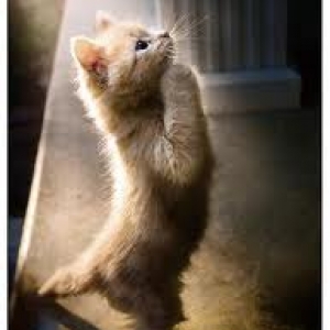 cat_praying