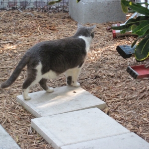 Hemingway House