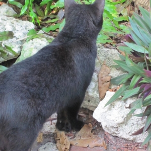 Hemingway House