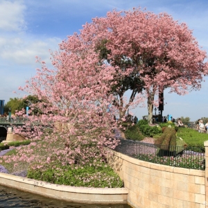 Epcot-Flower-Garden-Festival-114