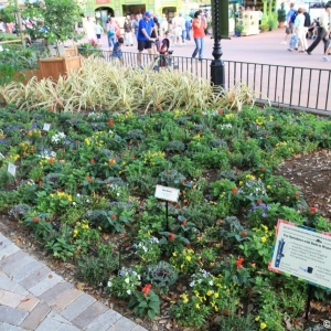 Epcot-Flower-Garden-Festival-127