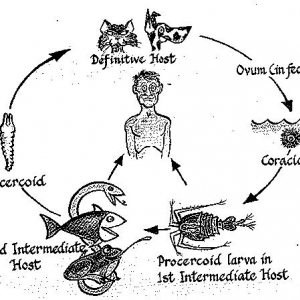 Life_Cycle