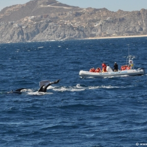 WHALES05