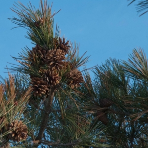 Pinecone