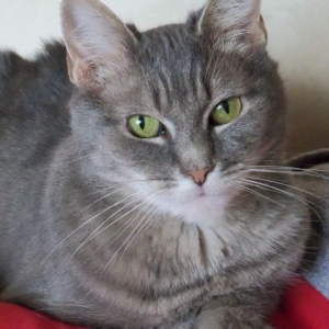 czycatldy1