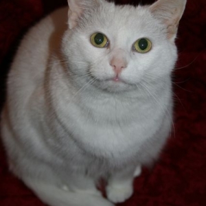 czycatldy3