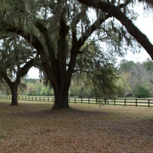 Pastoral11