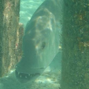 Grouper at Castaway Cay