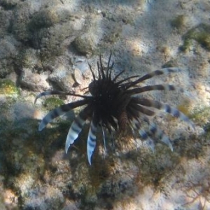 Lionfish at Castaway Cay