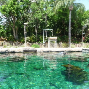 Shark Pool Typhoon Lagoon