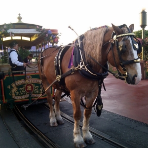 Belgian Horse on Main Street