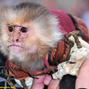 Chiquita the monkey