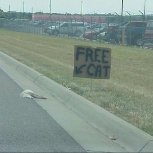 Free cat